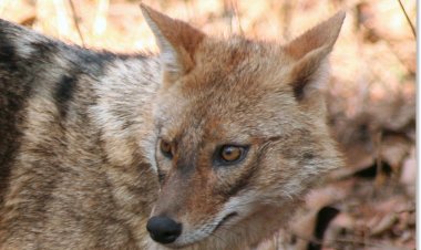 Man mauled to death by jackal in Bhadrak village