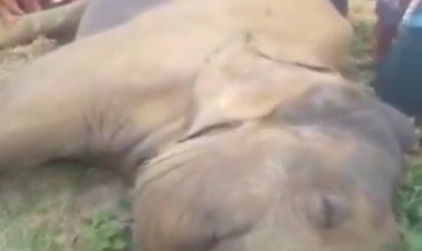 Elephant dies in wire trap laid for wild boar in Subarnapur