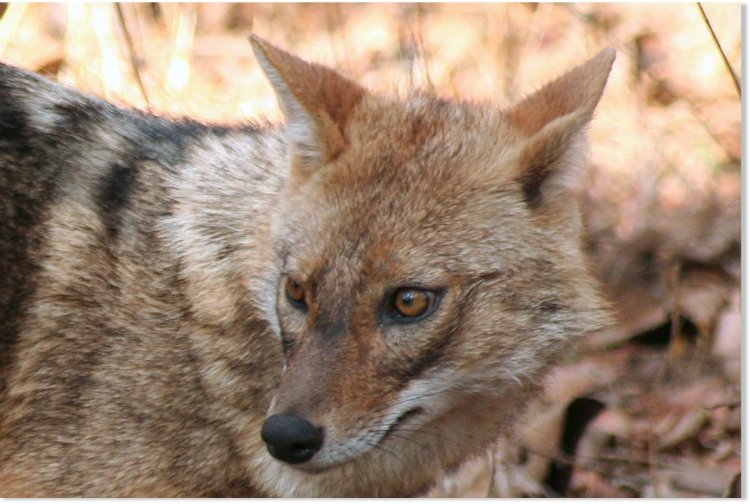 Man mauled to death by jackal in Bhadrak village