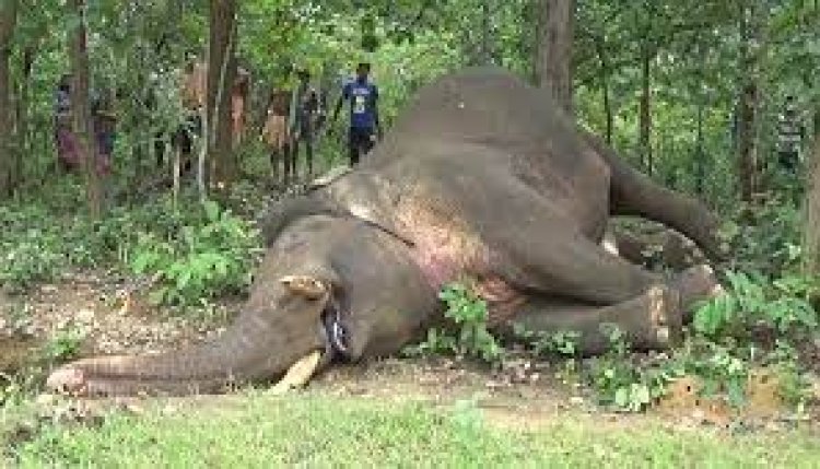 ଦୁଃଖଦ ଖବର,  ଛୁଆ ହାତୀ ମୃତ