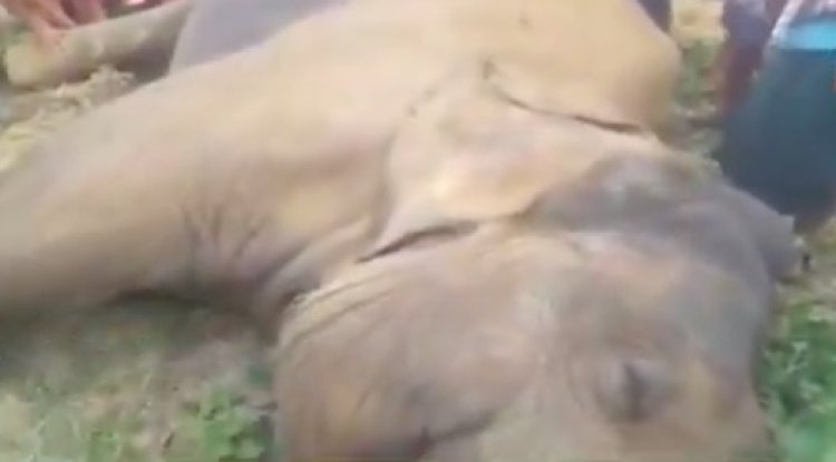 Elephant dies in wire trap laid for wild boar in Subarnapur