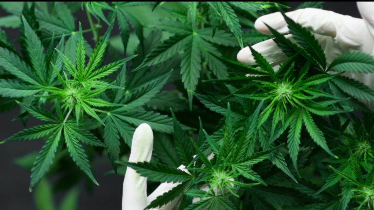 ଜବତ ହେଲା ଅଢେଇ କୋଟିର ଗଞ୍ଜେଇ