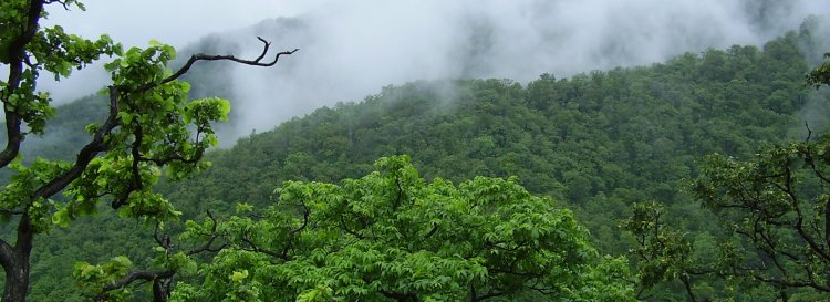 ନଳ ବଣରେ ନିଆଁ