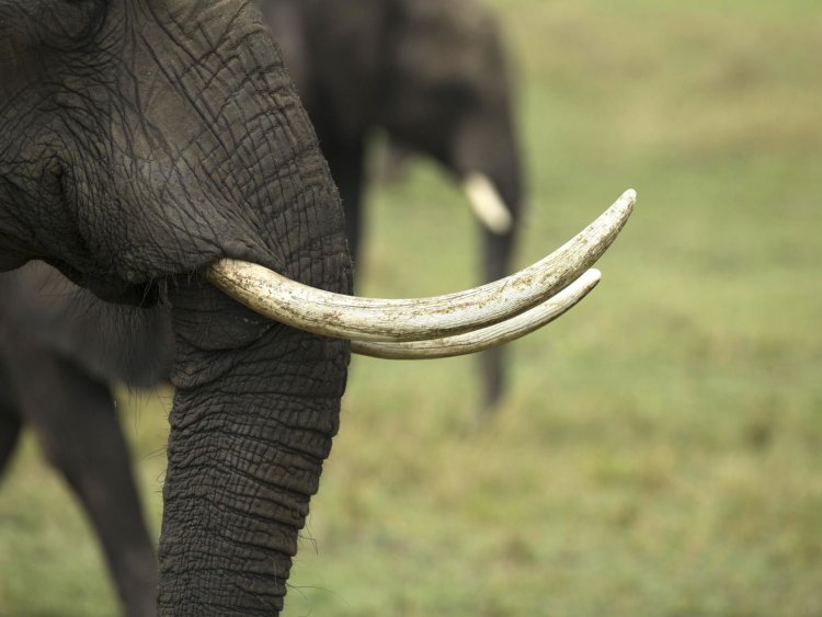 ଜବତ ହେଲା ହାତୀ ଦାନ୍ତ, ଜଣେ ଗିରଫ