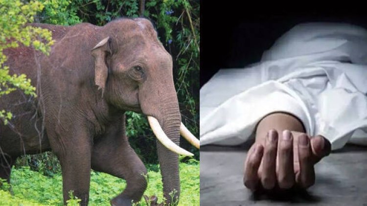 ହାତୀ-ମଣିଷ ଲଢେ଼ଇ: ହାତୀ ଆକ୍ରମଣରେ ଚାଲିଗଲା ବୃଦ୍ଧଙ୍କ ଜୀବନ