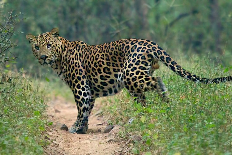 ବିପଦରେ ବନ୍ୟପ୍ରାଣୀ, କଲରାପତରିଆ ବାଘ ଛାଲ ଜବତ