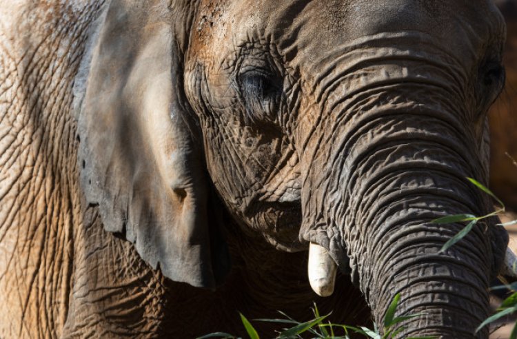 ଦଳିଦେଲା ହାତୀ, ୨ ମହିଳା ମୃତ