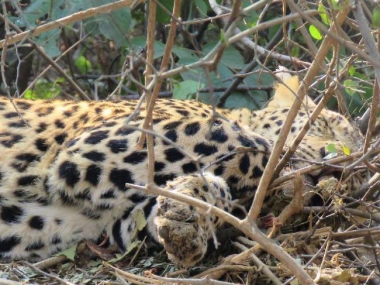 କୁନୋରେ ଚାଲିଗଲା ଆଉ ଏକ ଚିତା