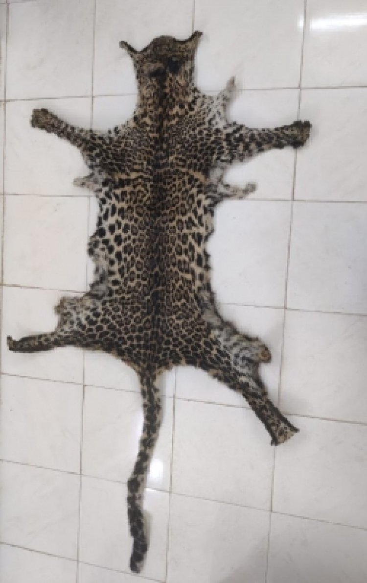 Two held for trying to sell leopard skin in Kandhamal
