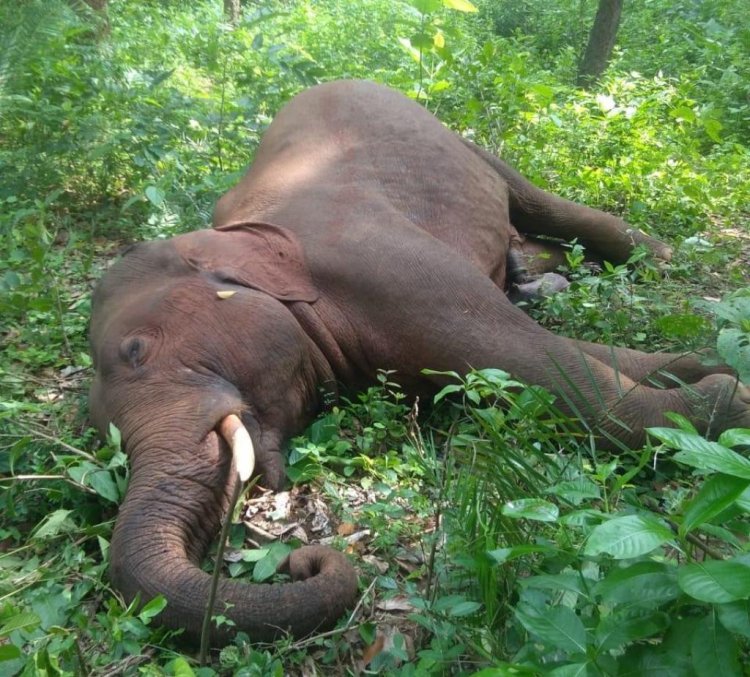 ଦୁଃଖଦ ଖବର , ଛୁଆ ହାତୀର ମୃତଦେହ ଉଦ୍ଧାର