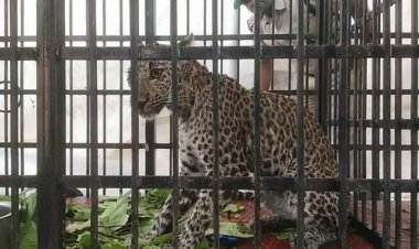 Babesiosis-infected leopard dies in Nuapada