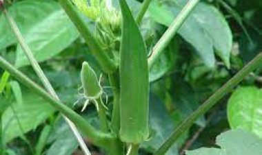 ଭେଣ୍ଡି ଖାଉଥିଲେ ସାବଧାନ.....