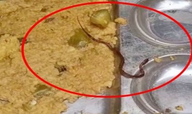 ପିଲାଙ୍କ ମଧ୍ୟାହ୍ନ ଭୋଜନରେ ସାପ