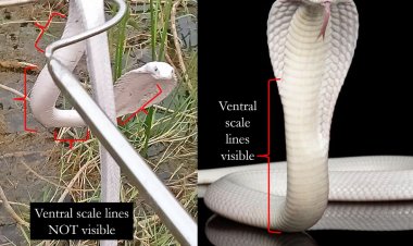 ହଜିଗଲା ମାନବିକତା, ନାଁ ନେବାକୁ ସାପକୁ ମାରିଲେ ରଙ୍ଗ