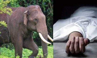 ପୁଣି ହାତୀ ଆକ୍ରମଣରେ ବୃଦ୍ଧ ମୃତ