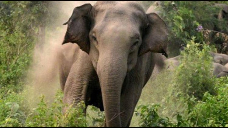 ବାଲିକିଆରୀ ଗାଁରେ ହାତୀ ଆତଙ୍କ, ଦଳିଦେଲା ଦନ୍ତା