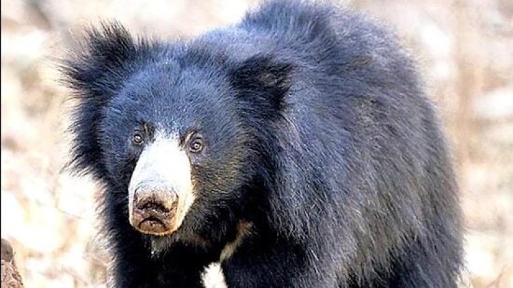 ଭାଲୁର ମୃତଦେହ ଉଦ୍ଧାର