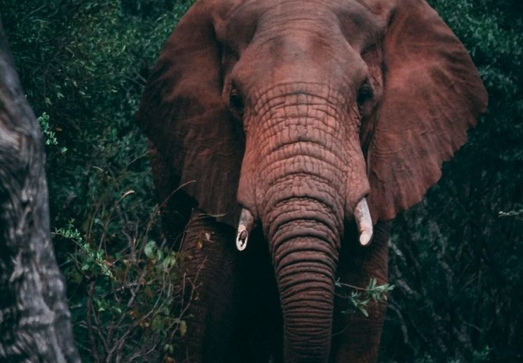 ୪ଟି ହାତୀଙ୍କ ମୃତଦେହ ଠାବ, କାରଣ ଅସ୍ପଷ୍ଟ