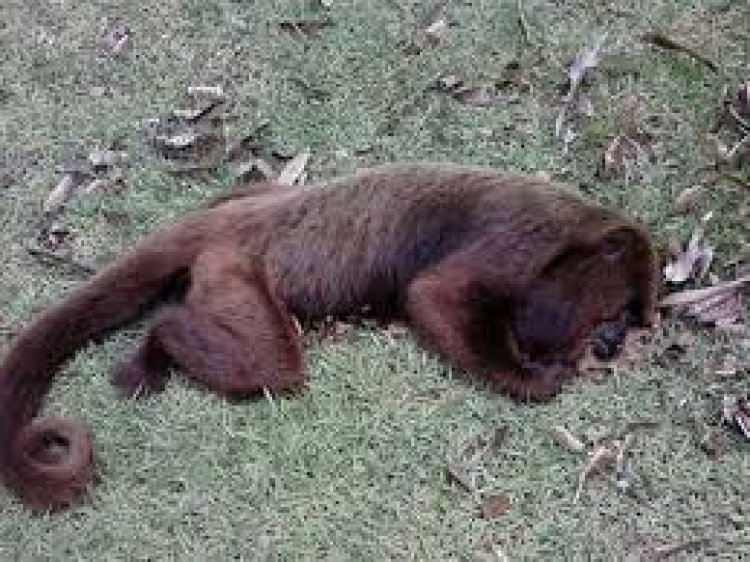 ନୃଶଂସ କାଣ୍ଡ, ୨୬ ମାଙ୍କଡ଼କୁ ବିଷଦେଇ ମାରିଦେଲେ