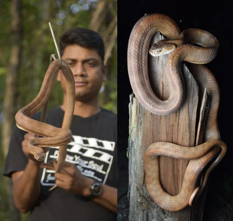 ପ୍ରଥମଥର ପାଇଁ ଝାରସୁଗୁଡ଼ାରୁ ଉଦ୍ଧାର ହେଲା ଫଷ୍ଟେନଙ୍କ କ୍ୟାଟ ସ୍ନେକ୍‌