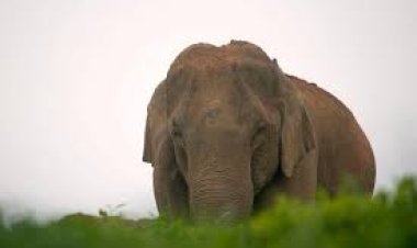 ମାଈ ହାତୀର ମୃତଦେହ ଜବତ