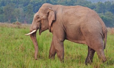 ହାତୀ ଆକ୍ରମଣରେ ଯୁବକ ମୃତ