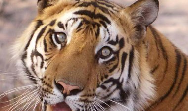 ମହାବଳ ବାଘ ଶିକାର, ୬ ଜଣଙ୍କୁ ଉଠାଇ ନେଲା ଛତିଶଗଡ଼ ବନ ବିଭାଗ