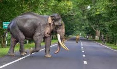 ପୁଣି ହାତୀ ଆକ୍ରମଣ ଜଣେ ମୃତ୍ୟୁ