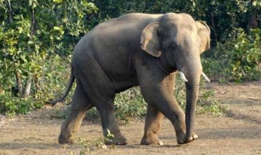 ଦୁଇ ଦିନ ଧରି ଅସୁସ୍ଥ ଥିବା ଦନ୍ତାର ମୃତ୍ୟୁ ଘଟିଛି