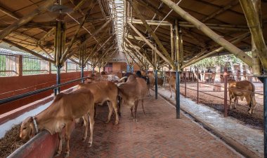 ଗୋମିତ୍ର ନିଯୁକ୍ତି ବୟସସୀମା ୪୫ରୁ ୫୫ ବର୍ଷକୁ କୋହଳ