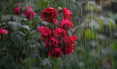 ପ୍ରାକ୍‌ ମୌସୁମୀ ବର୍ଷା, ରଥରୁ କମିବ ତାତି