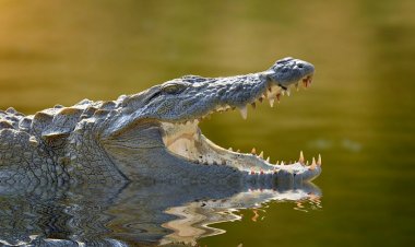 ବାସନ ମାଜିଲା ବେଳେ ଟାଣିନେଲା କୁମ୍ଭୀର