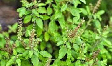 ତୁଳସୀରେ ତ୍ୱଚା ଯତ୍ନ