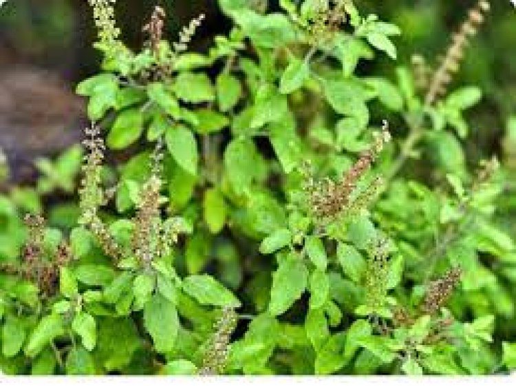 ତୁଳସୀରେ ତ୍ୱଚା ଯତ୍ନ