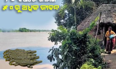 କେନ୍ଦ୍ରାପଡାରେ କୁମ୍ଭୀର ଆତଙ୍କ: ନଈ, ନାଳରେ ପାଦ ରଖିବାକୁ ମାଡୁଛି ଡର, ଗତ ୨୦ ବର୍ଷରେ ଗଲାଣି ୫୦ରୁ ଅଧିକ ଜୀବନ
