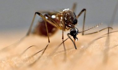 Odisha logs 175 dengue cases; 93 cases from Khordha