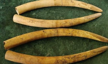 Five held with 4 elephant tusks