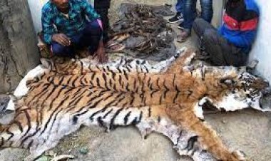 ବାଘ ଛାଲ, ଦାନ୍ତ ଓ ନଖ ଜବତ, ୧୧ ଗିରଫ