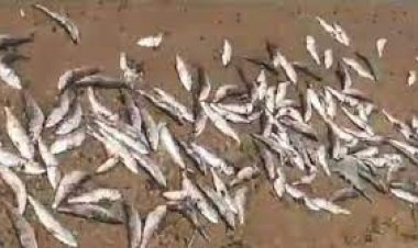 ନଦୀ କୂଳରେ ପଡ଼ି ରହିଛି ଟନ ଟନ ମଲା ମାଛ