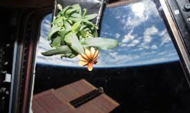 ମହାକାଶରେ ଜିନିଆଫୁଲ