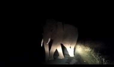 ରାଜଧାନୀରେ ହାତୀ: ଅଞ୍ଚଳବାସୀ ଆତଙ୍କିତ