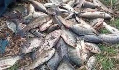 ପାରାଦୀପରେ ମାଛ ମଡ଼କ