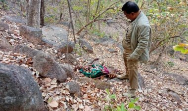 ଭାଲୁ-ମଣିଷ ଲଢ଼େଇ: ୬ ବର୍ଷରେ ମଲେଣି ୧୧ ଭାଲୁ, ୬ ମଣିଷ