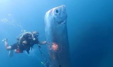 ଓରଫିସ୍‌’ର ଆବିର୍ଭାବ