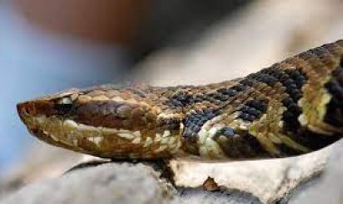 ସାପ କାମୁଡ଼ା ମୃତ୍ୟୁରେ ଓଡ଼ିଶା ଦ୍ୱିତୀୟ