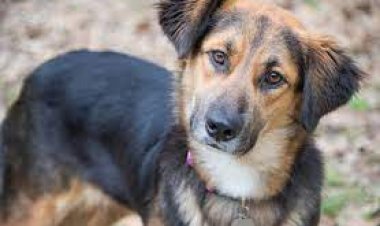 କୁକୁର ବେକରେ ଆଧାରକାର୍ଡ