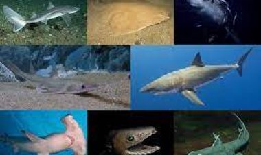 ଡାଇନୋସରଠୁ ଆହୁରି ୧୯କୋଟି ବର୍ଷ ପୁରୁଣା ସାର୍କ