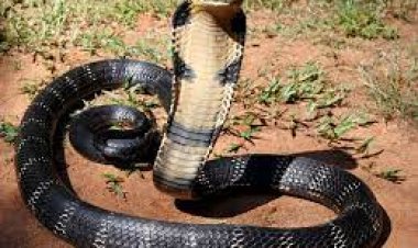 ରାଜ୍ୟରେ ସାପ କାମୁଡାରେ ଆଉ ୪ ମୃତ