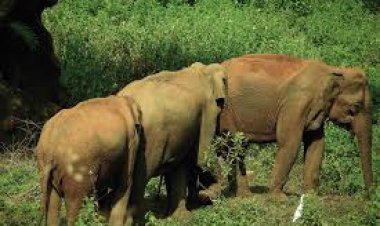 ହାତୀ ଉପରକୁ ନିଆଁହୁଳା ମାଡ଼