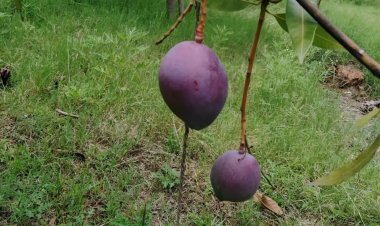 Farmer grows world's "most expensive" mango in his orchard in Odisha